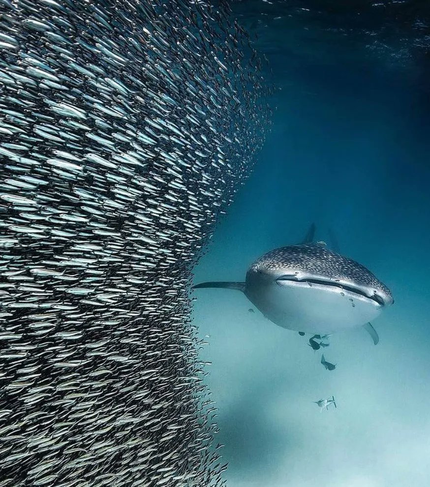 World Ocean Day tweet media