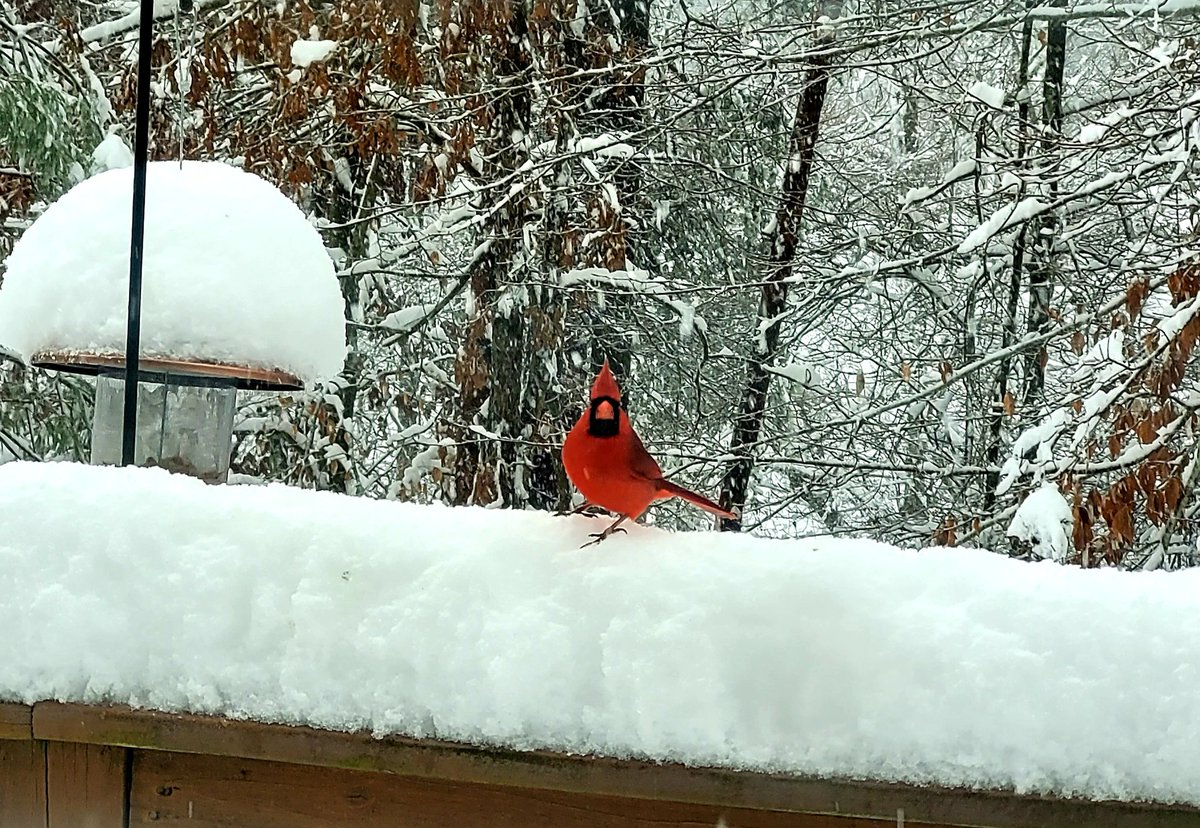 View from my cat tree today... meow