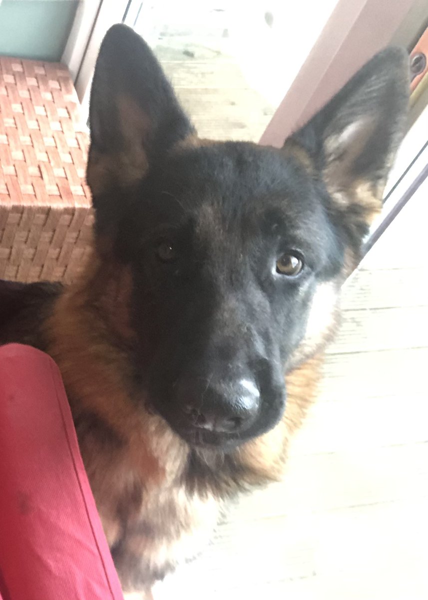 helenandwil's tweet image. Cheeky Chops seems to be better of bottom &amp;amp; is now making up for the missed days of eating @JoannaCannon 
Still a lot of dogs with it so tell Lewis to be mindful !! (Croissants are good immunity boosters I hear…..)