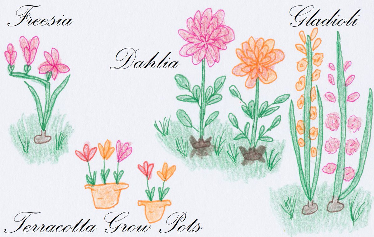 AlbertSnail's tweet photo. My owner Sophie did something very unusual today and brought some #bulbs, #GrowPots and #tubers for her #garden and hand drawn them to show you what she brought. #freesia #dahlia #gladioli and #summer #flowers #gardening #art #GardeningTwitter #flowerphotography https://t.co/qntOanYNBY