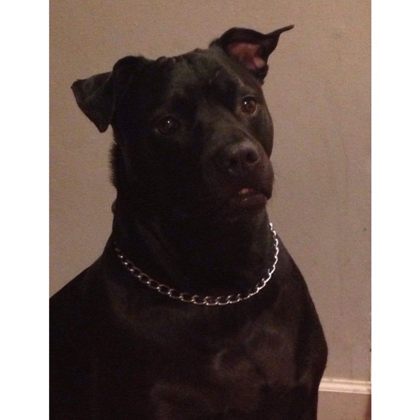 _nataliej__'s tweet image. For 15 yrs you were apart of our family . Today we had to say goodbye 🐶🐾🥺 . #RIPCAPONE