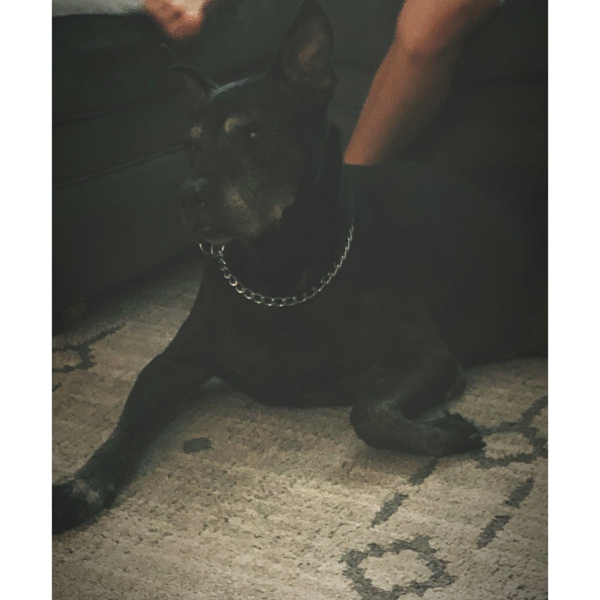 _nataliej__'s tweet image. For 15 yrs you were apart of our family . Today we had to say goodbye 🐶🐾🥺 . #RIPCAPONE