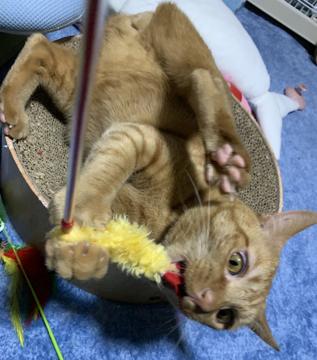 TaMu1721's tweet photo. 今日買ったえび天のおもちゃ、めちゃくちゃ楽しそうでなにより😊😊
#猫 #たわら #茶トラ https://t.co/3eX274UeOb