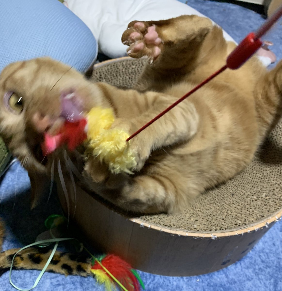 TaMu1721's tweet photo. 今日買ったえび天のおもちゃ、めちゃくちゃ楽しそうでなにより😊😊
#猫 #たわら #茶トラ https://t.co/3eX274UeOb