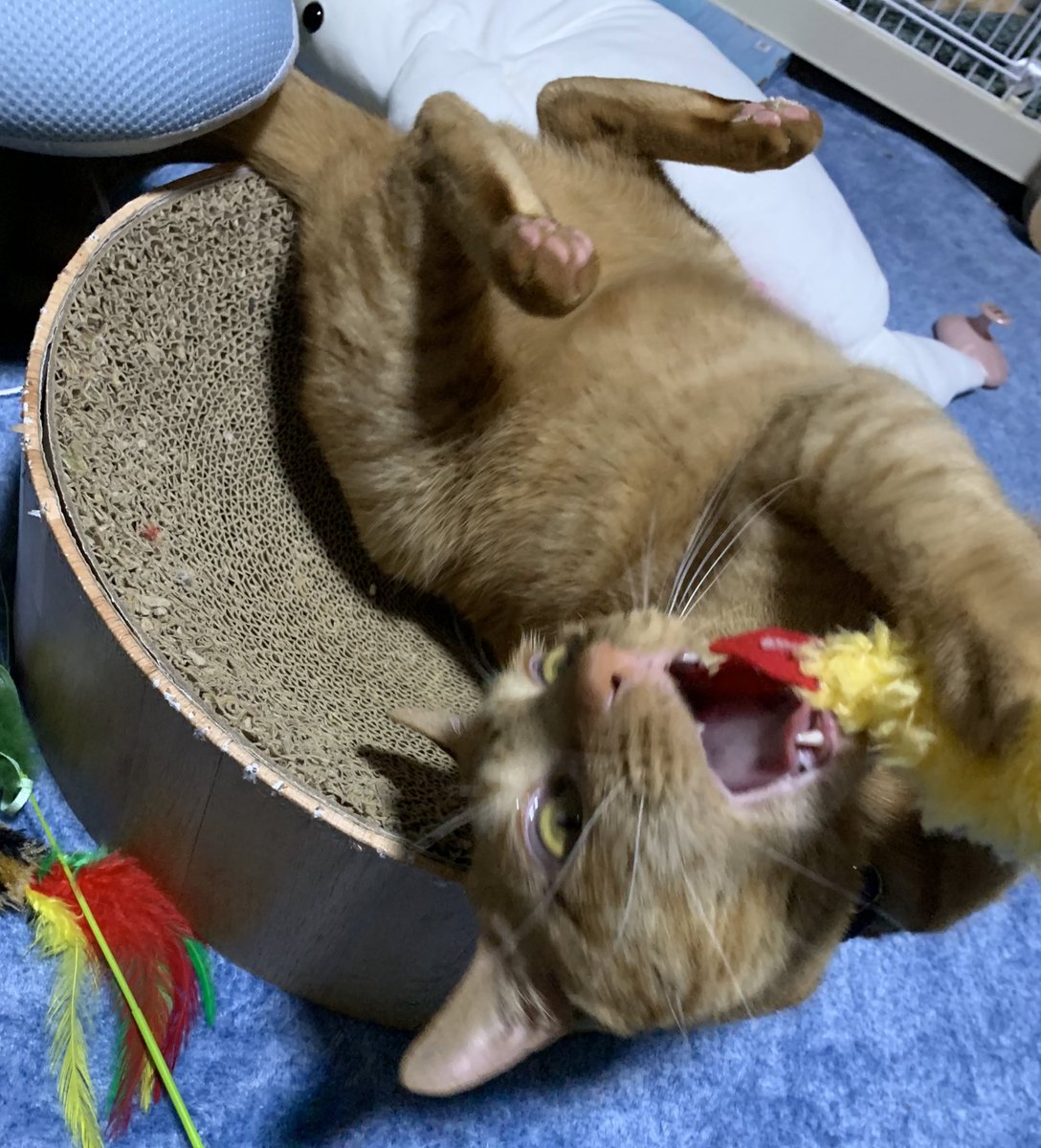 TaMu1721's tweet photo. 今日買ったえび天のおもちゃ、めちゃくちゃ楽しそうでなにより😊😊
#猫 #たわら #茶トラ https://t.co/3eX274UeOb