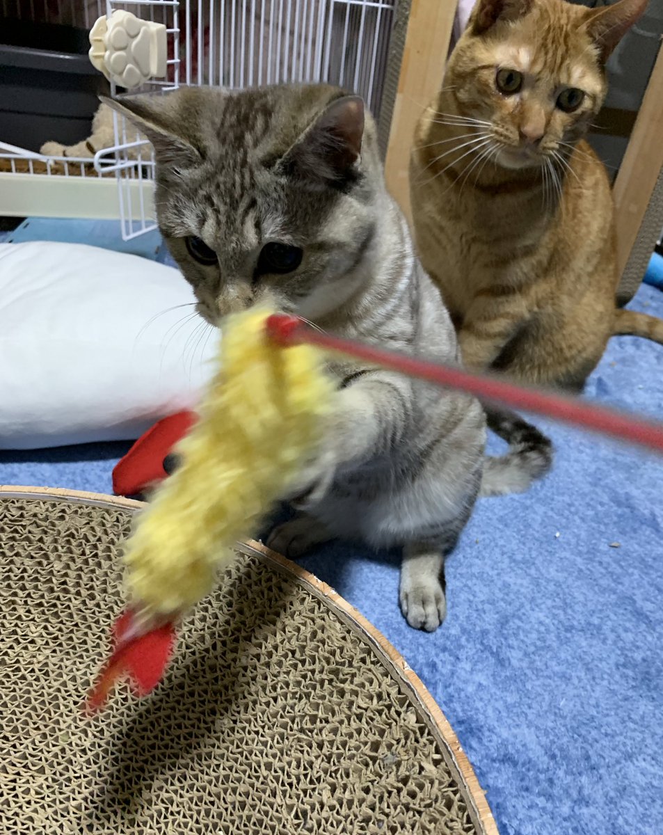 TaMu1721's tweet photo. いくらが遊んでる間は見守り役
#たわらといくら https://t.co/0355ofpbNu
