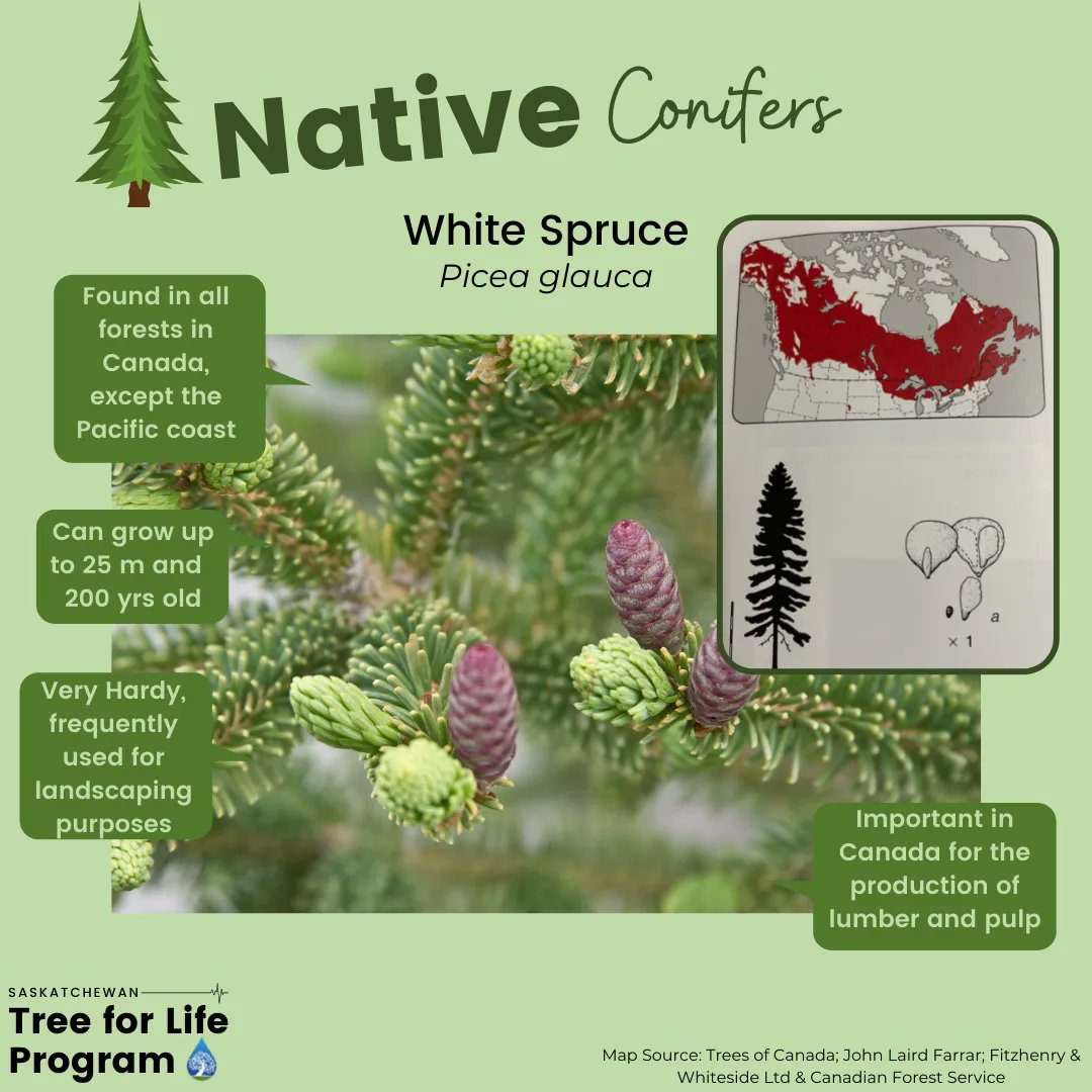 sk_program's tweet photo. DYK that White Spruce (Picea glauca) is 1 of 2 spruce species native to SK? Its needles are 15-22mm long, green to greenish-blue. Newly exposed bark of the white spruce is a pinkish colour!
#sktreeforlife #trees #treesrock #coniferoustrees #saskatchewantrees #treesstorecarbon https://t.co/g0MwuP6avT