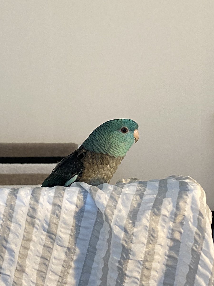 빨래 널어 놓은 곳 위에
뽀송해서 너도 좋냐~