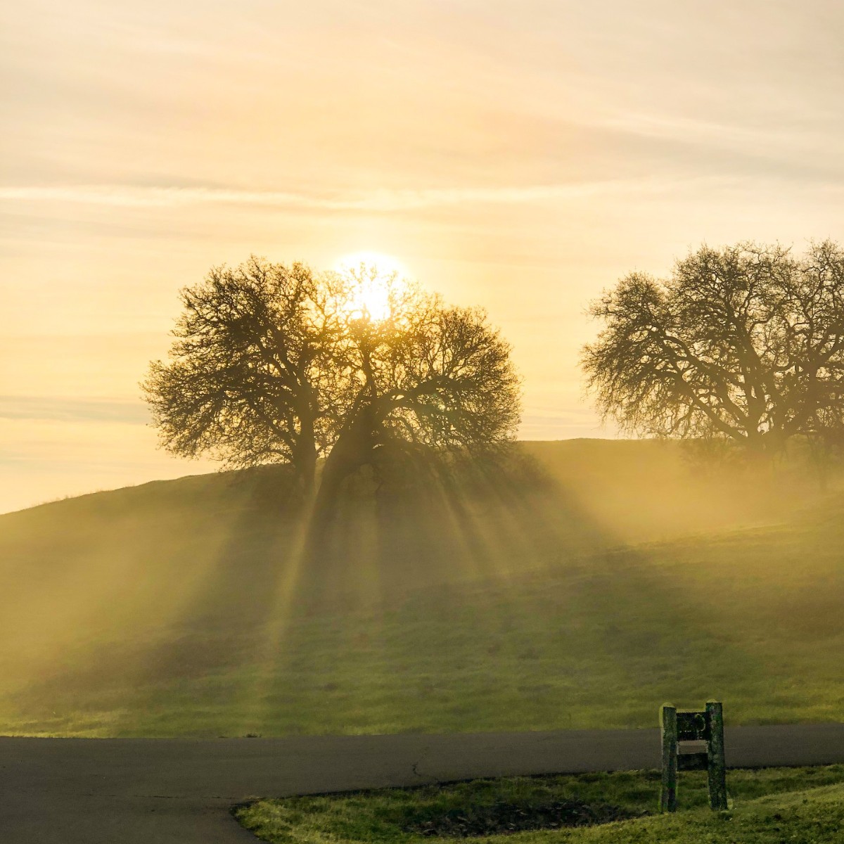 A foggy morning at the Copain Estate. ⛅️