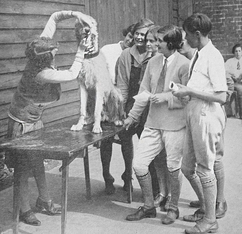 BNArchive's tweet photo. The Sphere, 1 October 1927, pictures Miss J. Trefusis Forbes training students at the Training School for Kennel Maids in London, which she had set up. Here, she instructs her pupils on how to care for a dog's mouth https://t.co/0M7h4bZgWV #OccupationHistory #EducationHistory https://t.co/AaAnrgxHY6