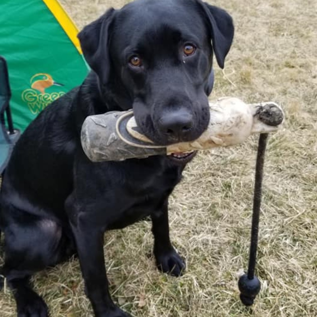 DUContario's tweet photo. Oakley wants you to create a personal #fundraiser this year! There are so many ways to build fun into your fundraising while also getting outside with your pal. #rightthisway 🐕
Learn more about personal fundraisers: https://t.co/qhu5D2XJoT https://t.co/64yJmuzKa5