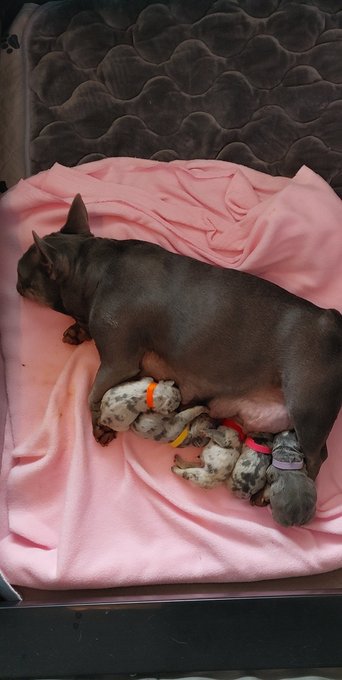 Delivered these babies lastnight. 5 females. Mamma and babies are doing great! https://t.co/BL559vZX<a href="/tag/camgirl"class="tags"><span>#camgirl</span></a><a href="/tag/squirt"class="tags"><span>#squirt</span></a><a href="/tag/tattootuesday"class="tags"><span>#tattootuesday</span></a><a href="/tag/chaturbate"class="tags"><span>#chaturbate</span></a><a href="/tag/quarantine"class="tags"><span>#quarantine</span></a>