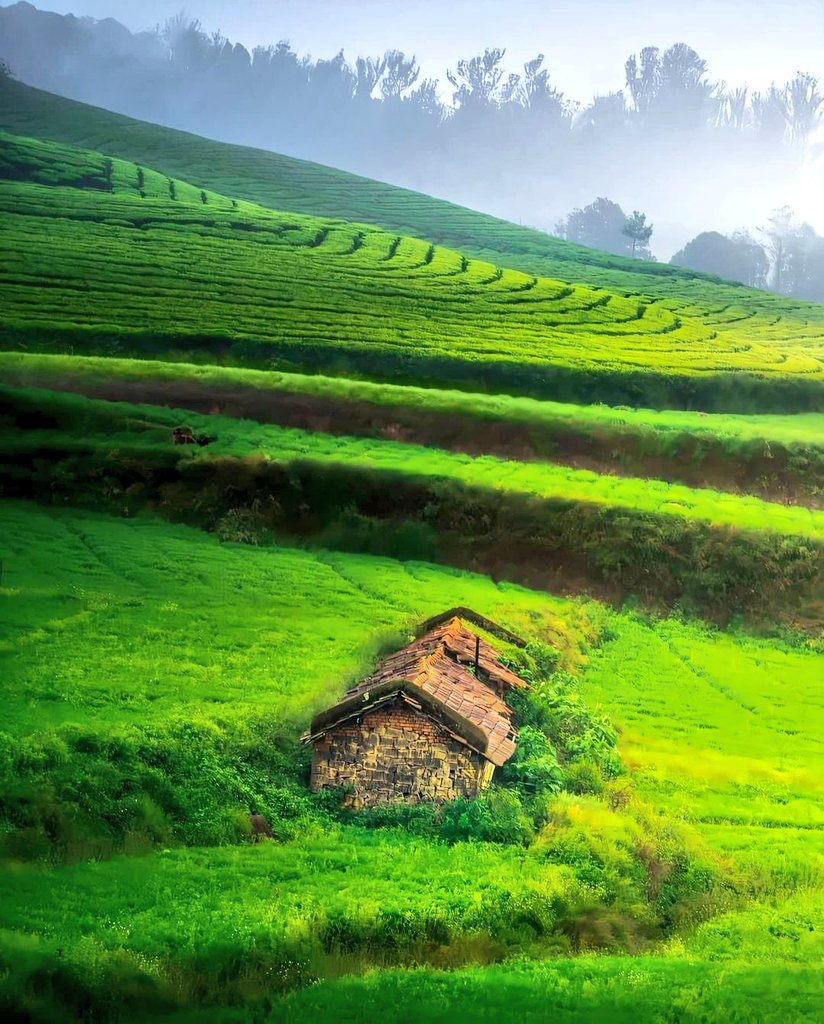 AnanthOnTrack's tweet photo. The beautiful capture of a perfectly manicured grassy and tea garden landscape on a foggy morning with the sun's rays piercing through - in Ooty, #TamilNadu. Pic courtesy, Dheeraj Khandelwal! #travel #Hills #teagreen #landscape #photography https://t.co/HDuLvpJyyd