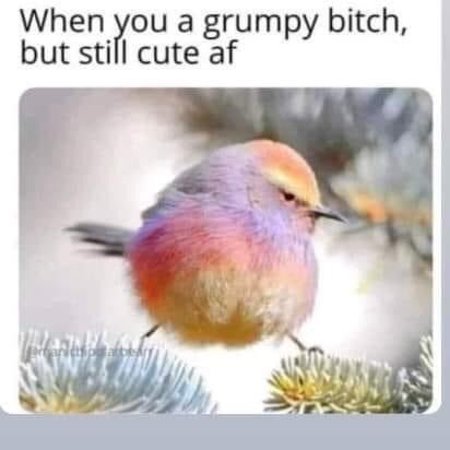 msunderstoodtoo's tweet photo. 🦜 https://t.co/IlYBr2pZtv