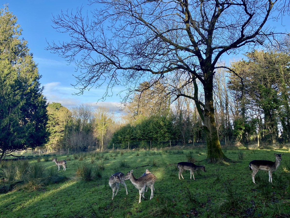 jfcryan's tweet photo. Lovely day for a walk in Farran Woods #natureonyourdoorstep https://t.co/xCZan3I2P6