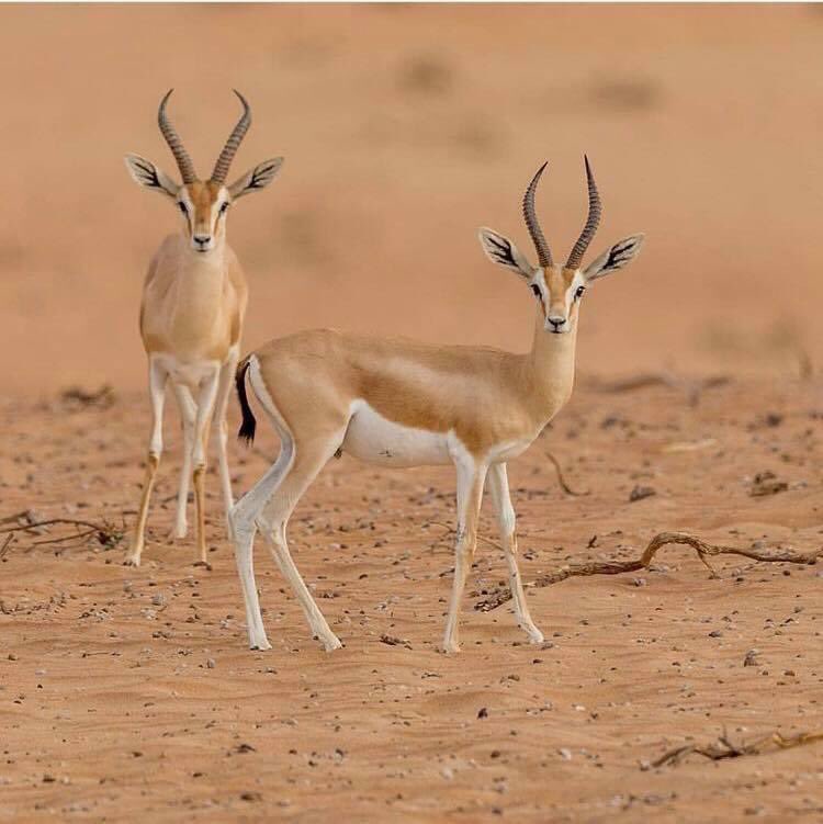 TemetEvenements's tweet photo. #Niger 🇳🇪 https://t.co/92UDj1n6Bo
