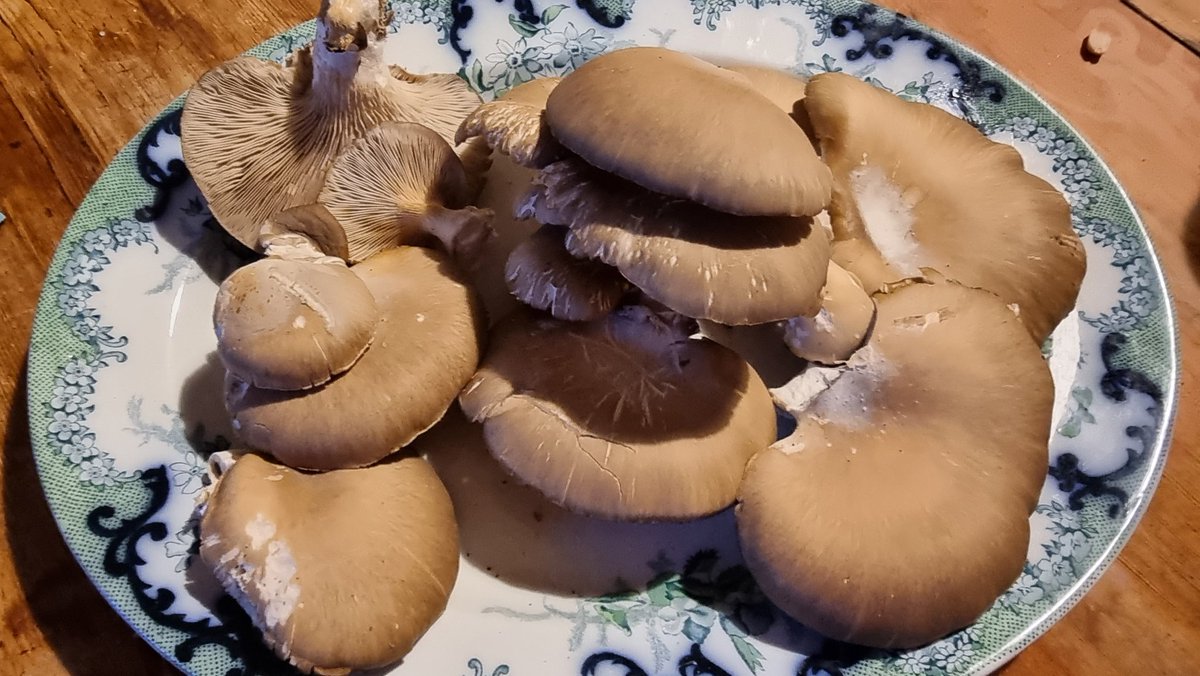 AAuctioneers's tweet photo. A large meat platter of foraged oyster mushies means that stroganoff will be on the menu this week ๐ค๐ @baggottsilver #ukforaging #wildfooduk https://t.co/RL6fzccRr2