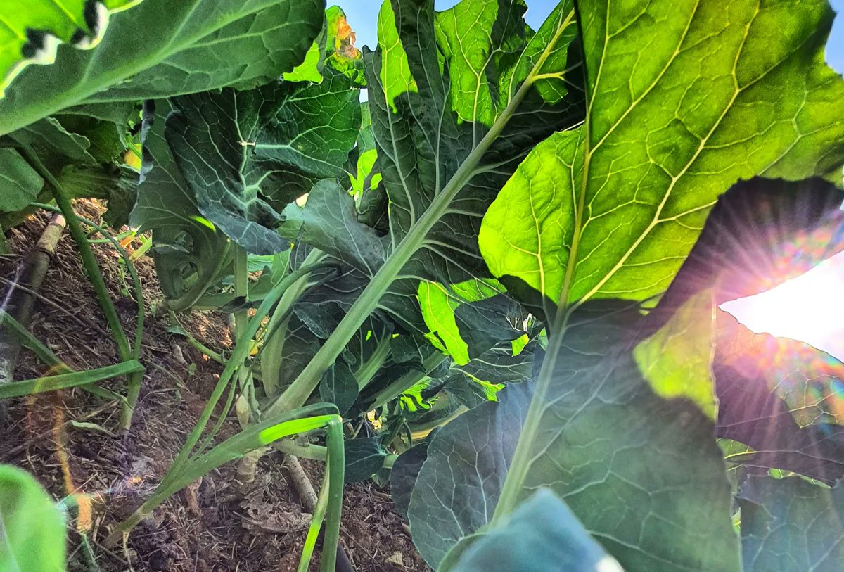 monteromonti's tweet photo. Una #huerta es una #alegría, sencilla, pura #biodiversidad de #proximidad.
Otro mediodía con la #hortelana, imaginando la de cosas que voy a hacer en nuestra #cocina con estos #bellezones en #verde
#ennuestrahuerta https://t.co/nW6600TT03