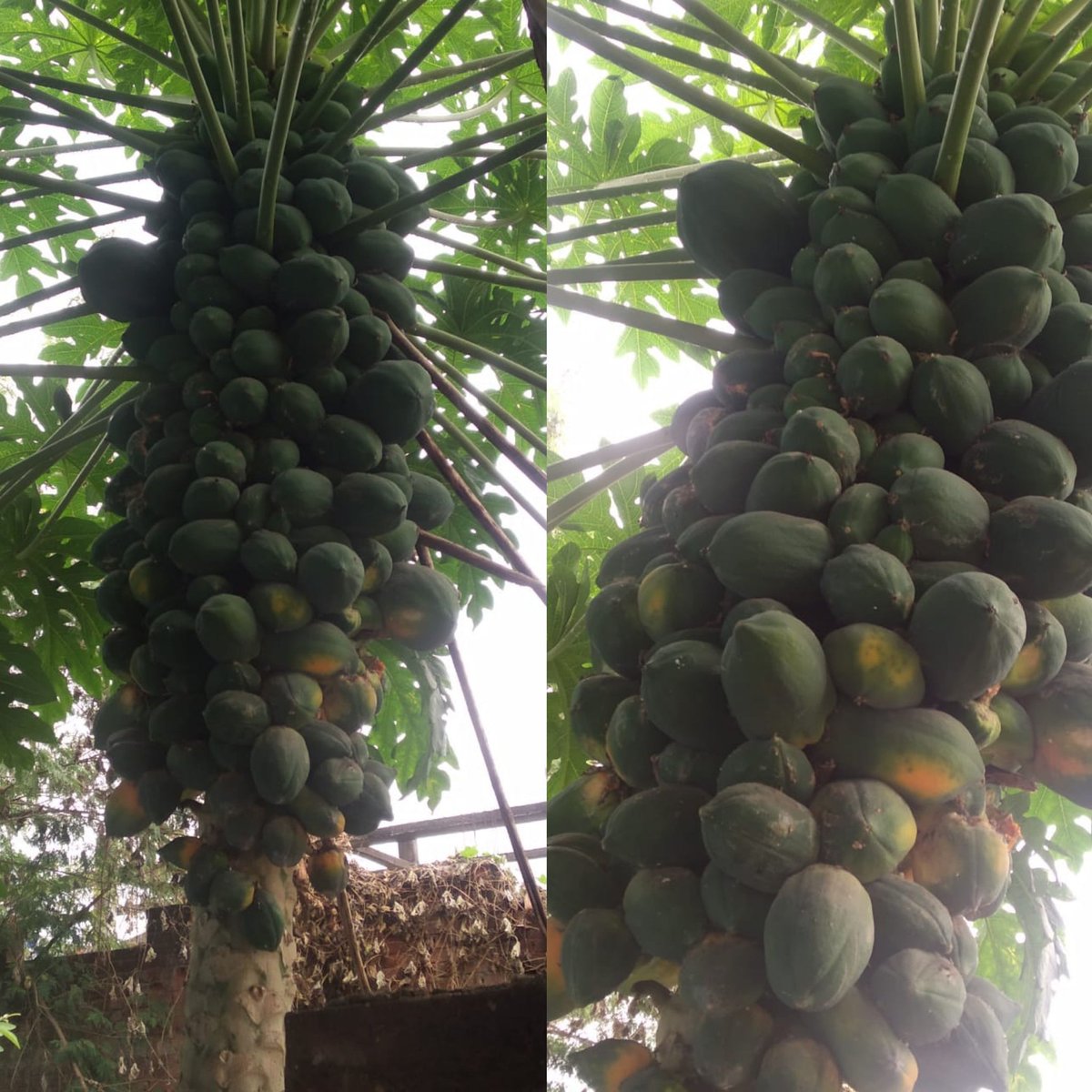 Nageshyada2's tweet photo. It was mesmerizing to see the fruits on the plant 
#carica papaya
#caricaceae
#icar 
#kagaznagar 
#easgoan 
#iihr 
#homegarden https://t.co/eToBHZOVdi