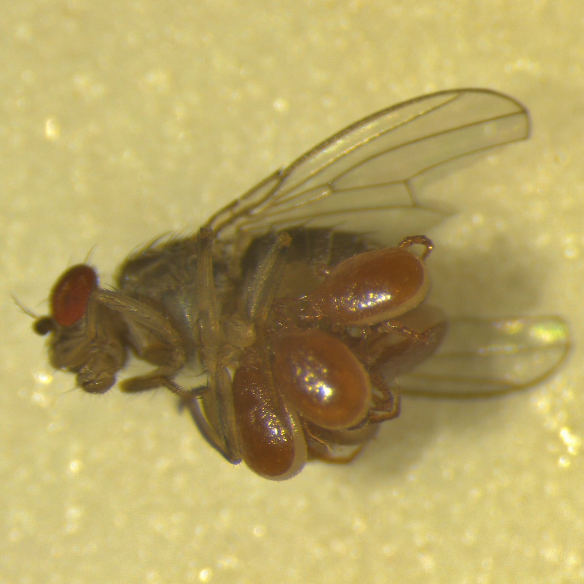 Emily S Durkin, PhD 💯 tweet media