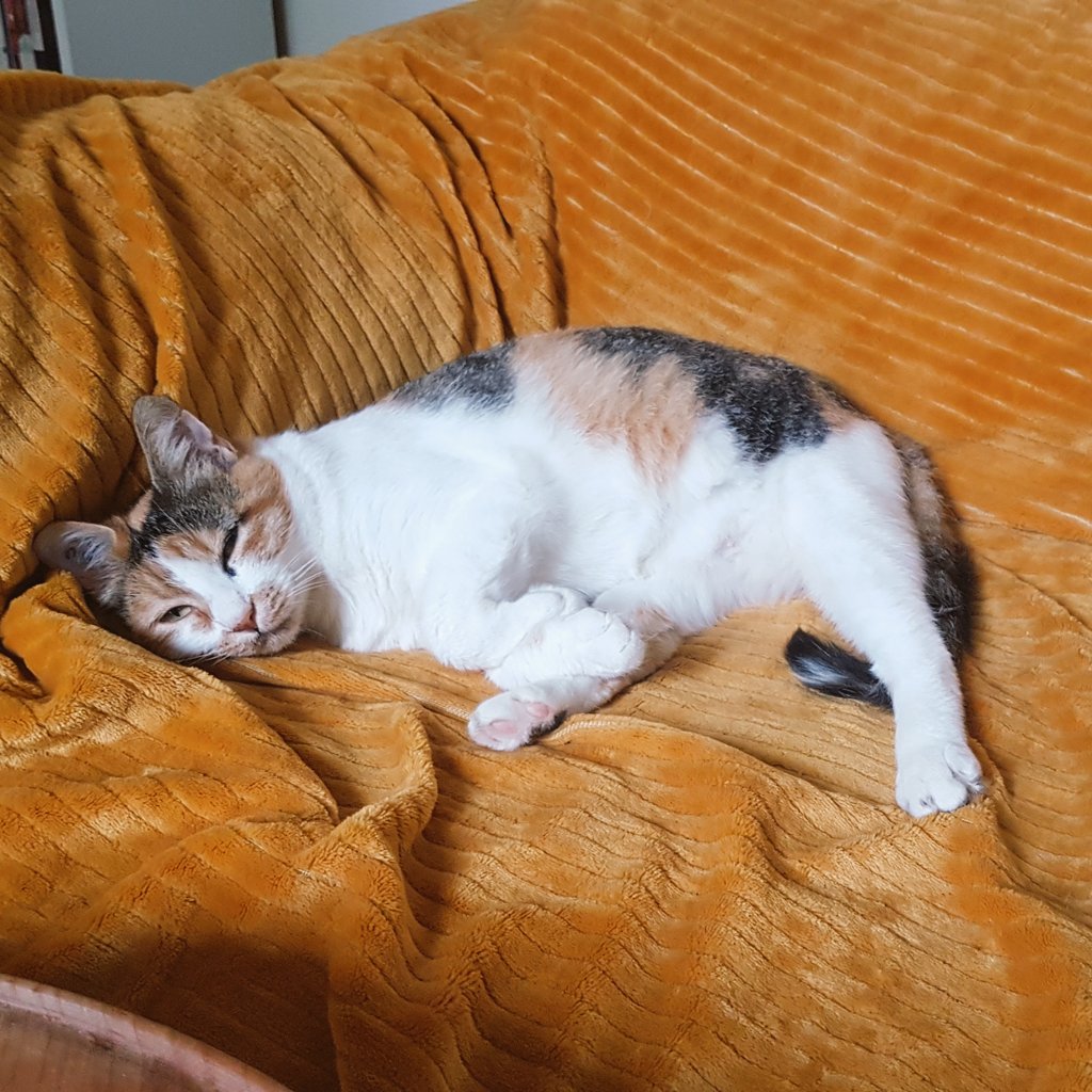 ReineMemere's tweet photo. Il y a 7 mois j'étais dehors avec les chatonnes à me faire tremper et à fouiller les poubelles, j'avais peur de tout. Et puis j'ai trouvé le petit jardin et son humaine. Et depuis voilà ma vie. Si t'es tout perdu dehors, je te souhaite de trouver toi aussi un petit jardin 💜 https://t.co/zSZ3zZfVbr