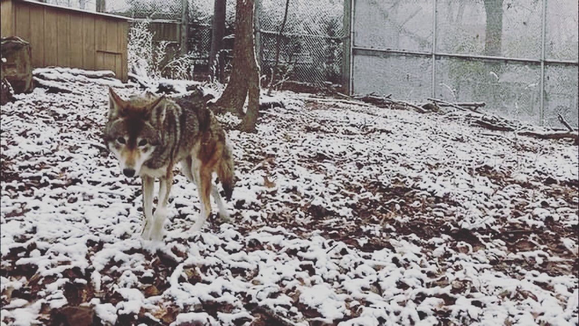 City_of_Roanoke's tweet photo. Thank you Roanoke Red Wolves for sharing this picture of our critically endangered four-legged friend enjoying #Snowanoke at the @MillMountainZoo🐺❄️ https://t.co/3i3qxbHhi1