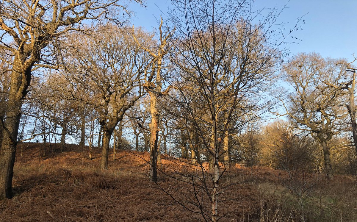 CATSCOTLAND's tweet photo. My Sunday local sunny walk. A wee bit cold but it is Scotland after all.😊🏴󠁧󠁢󠁳󠁣󠁴󠁿 Loving the winter colours around me,still so pretty. 🌳🍃🍂❤️🏴󠁧󠁢󠁳󠁣󠁴󠁿#Scotland @MyPeakChallenge #MPC2022 https://t.co/GrY0MBmcQO