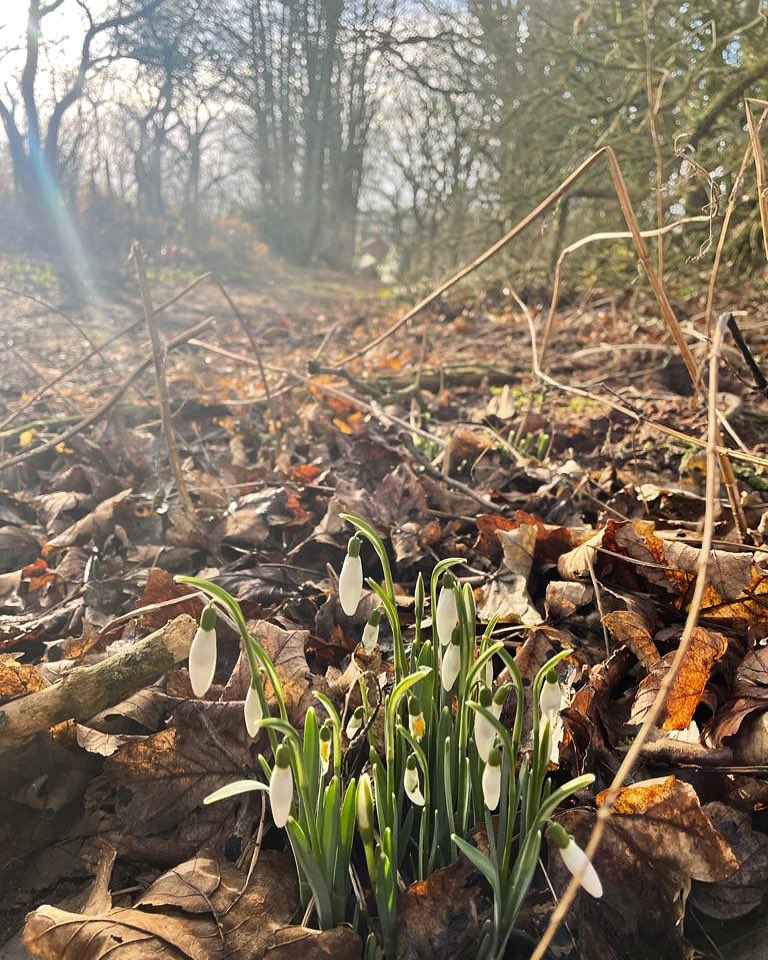 The first sign of spring ⛅️ 

As the days turn longer, the skies a little bluer and the air a little warmer, we’re looking forward to another brilliant year in the garden. 

Anyone else spotted snowdrops yet?