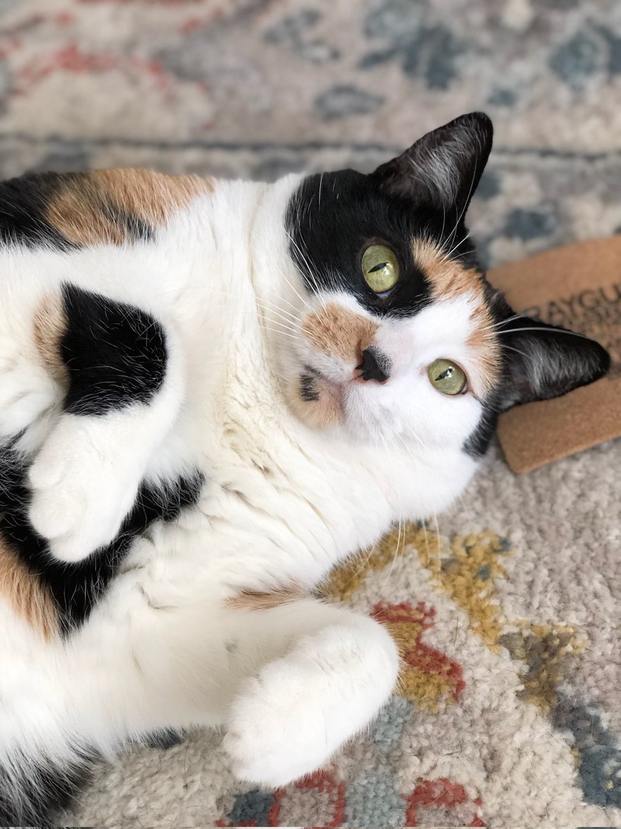 Kitty_Catholic's tweet photo. My mom stayed with my pets while I was away overnight for some medical testing and she sent the best pics of my happy kitties. They love Grammy. 🥰 https://t.co/gpTyjdfV1N