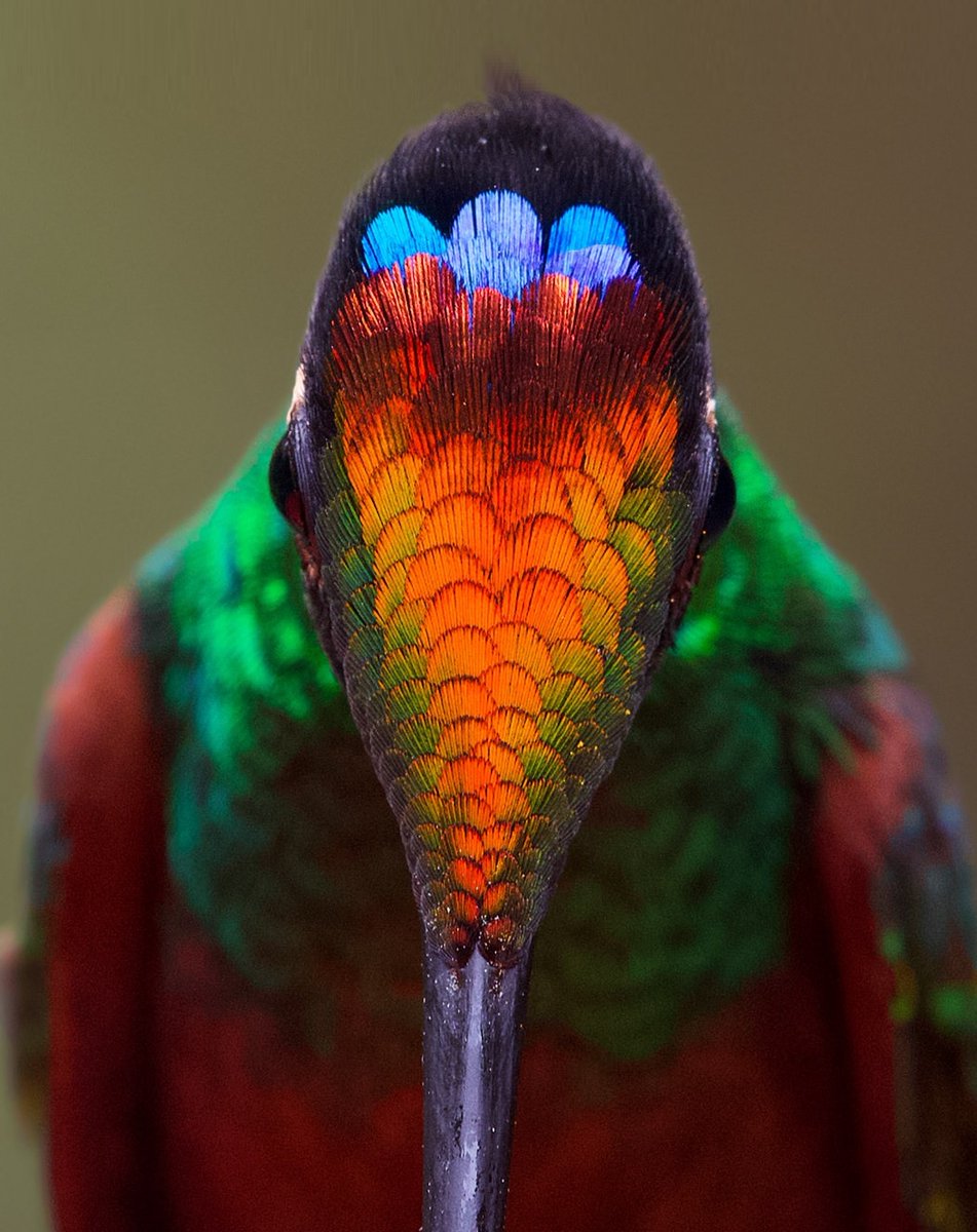 worldbirds32's tweet photo. Rainbow Starfrontlet (Coeligena iris)🐦🦜🕊️❤️ https://t.co/ZW4CXXa5m8
