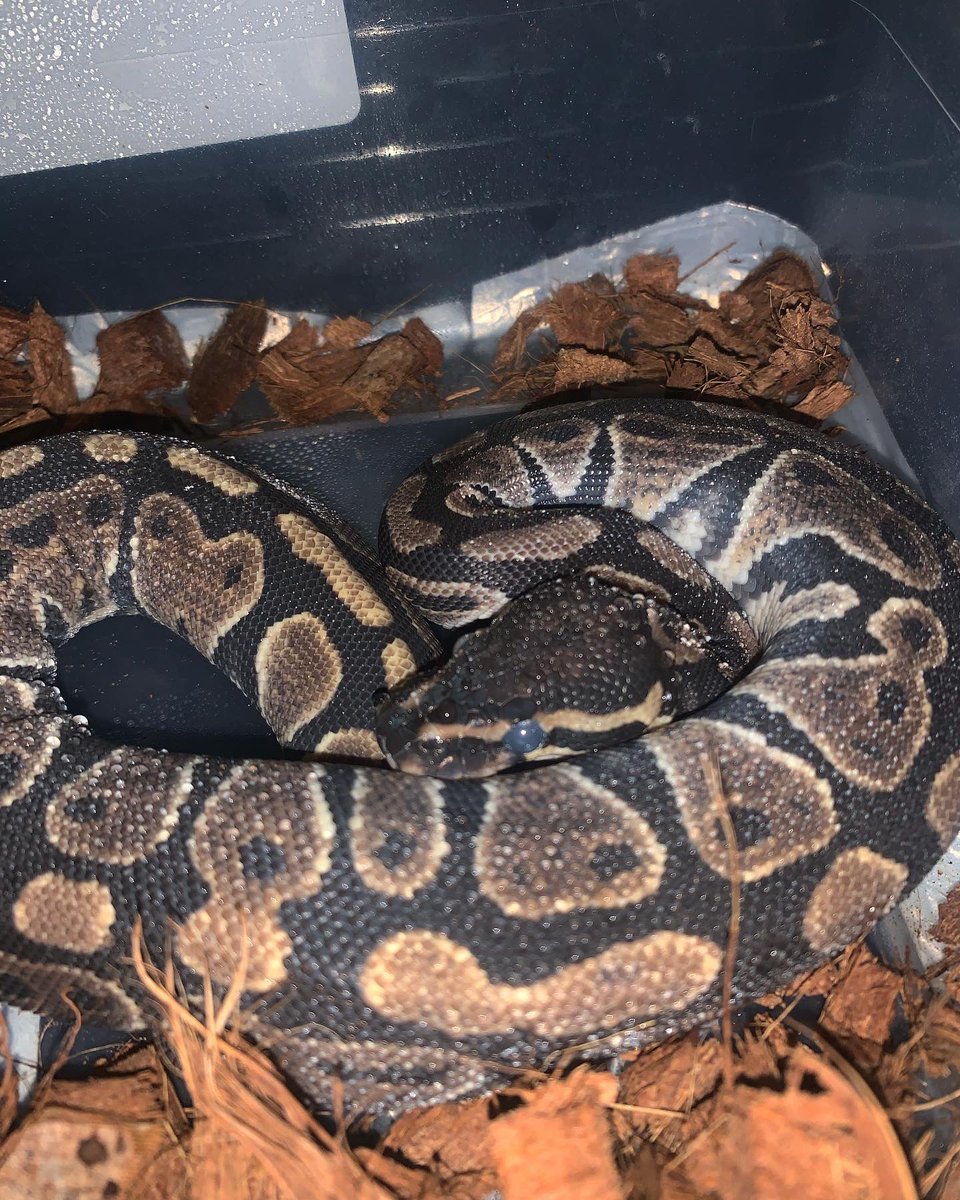 JExoticpythons's tweet image. Normal Triple Het Ultramel Ghost Vpi Ax in shed #jusjoexoticpythons #trending #snakesoftwitter