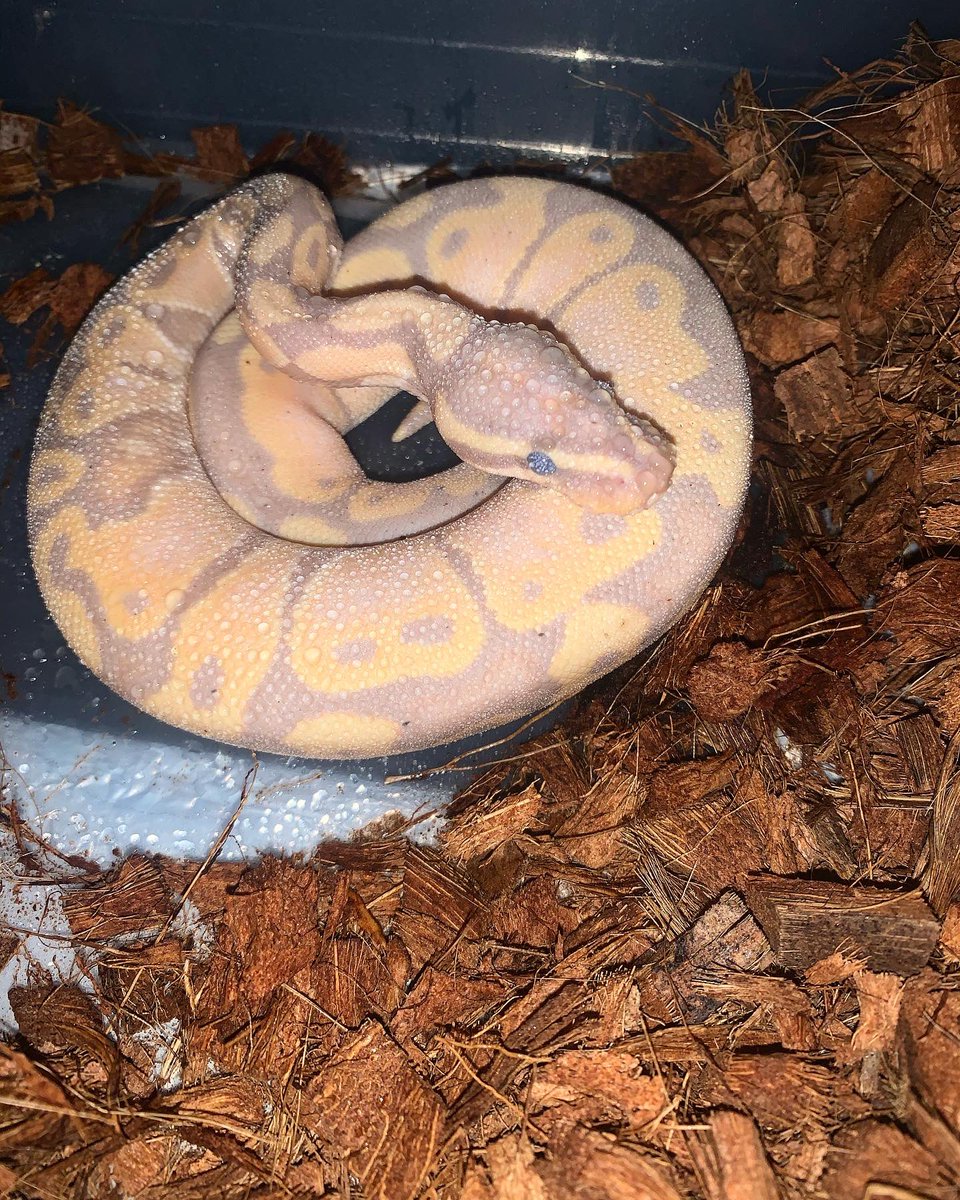 JExoticpythons's tweet image. Banana Boy in shed #jusjoexoticpythons #snake #ballpythons #trending