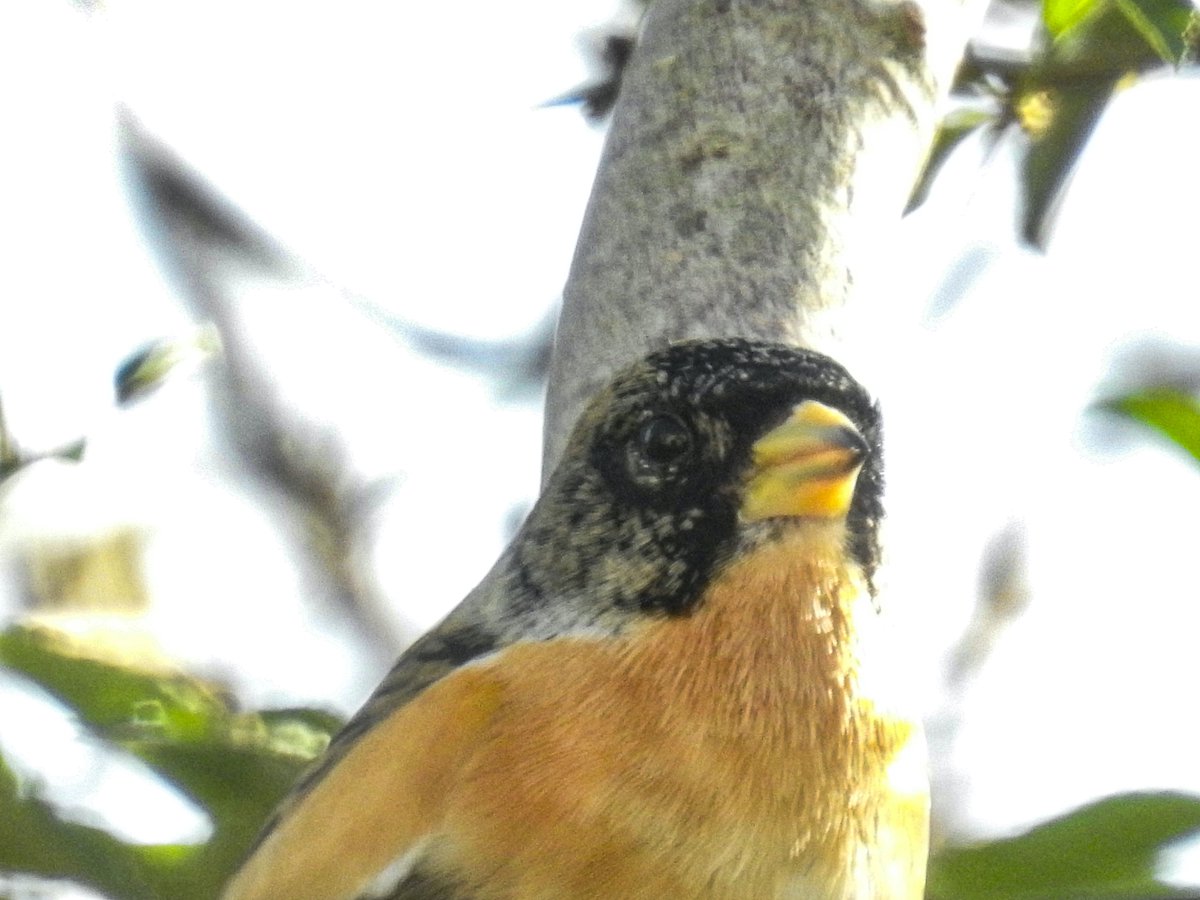 David Fox tweet media