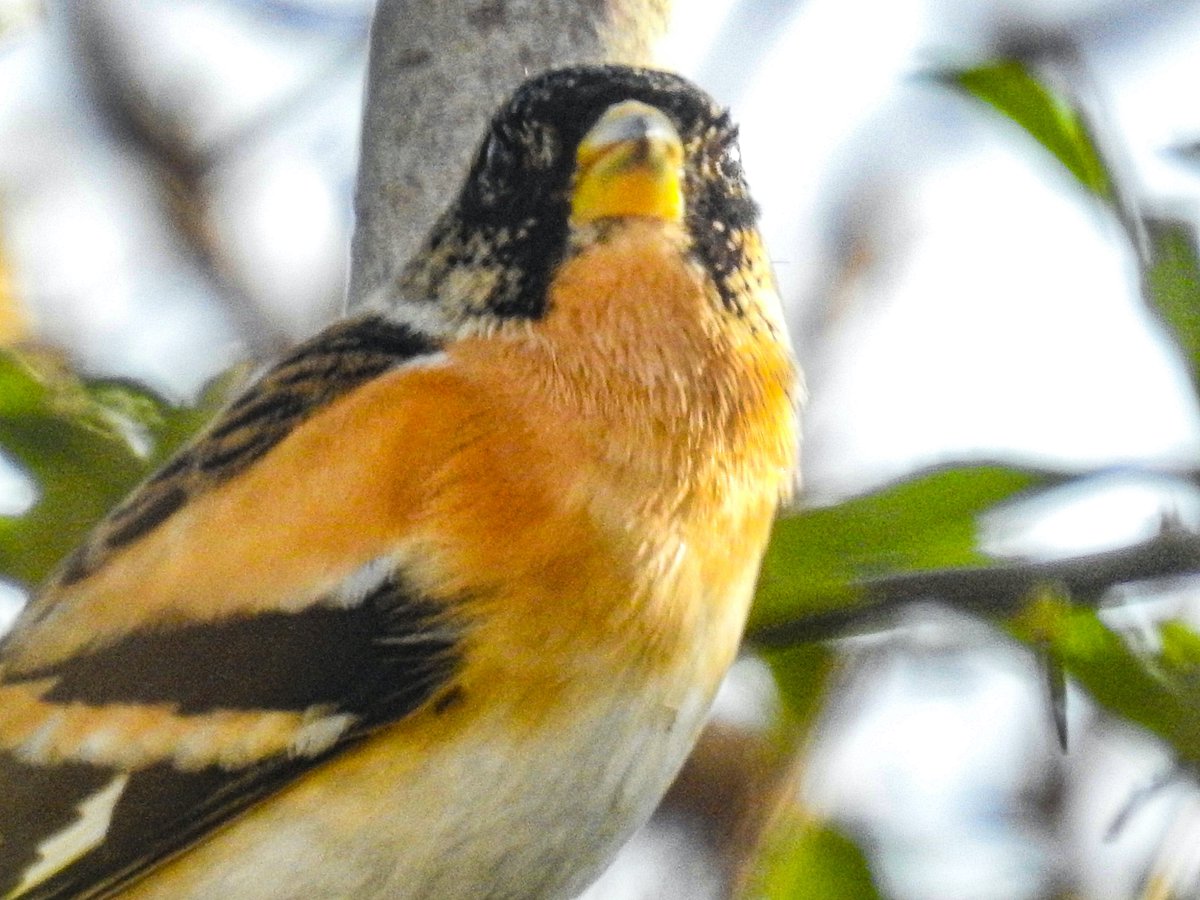 David Fox tweet media