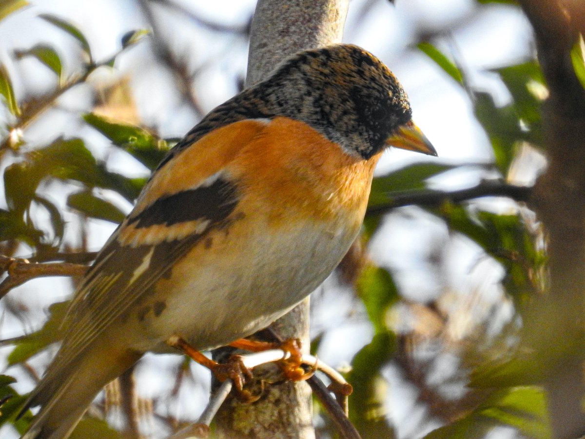 David Fox tweet media