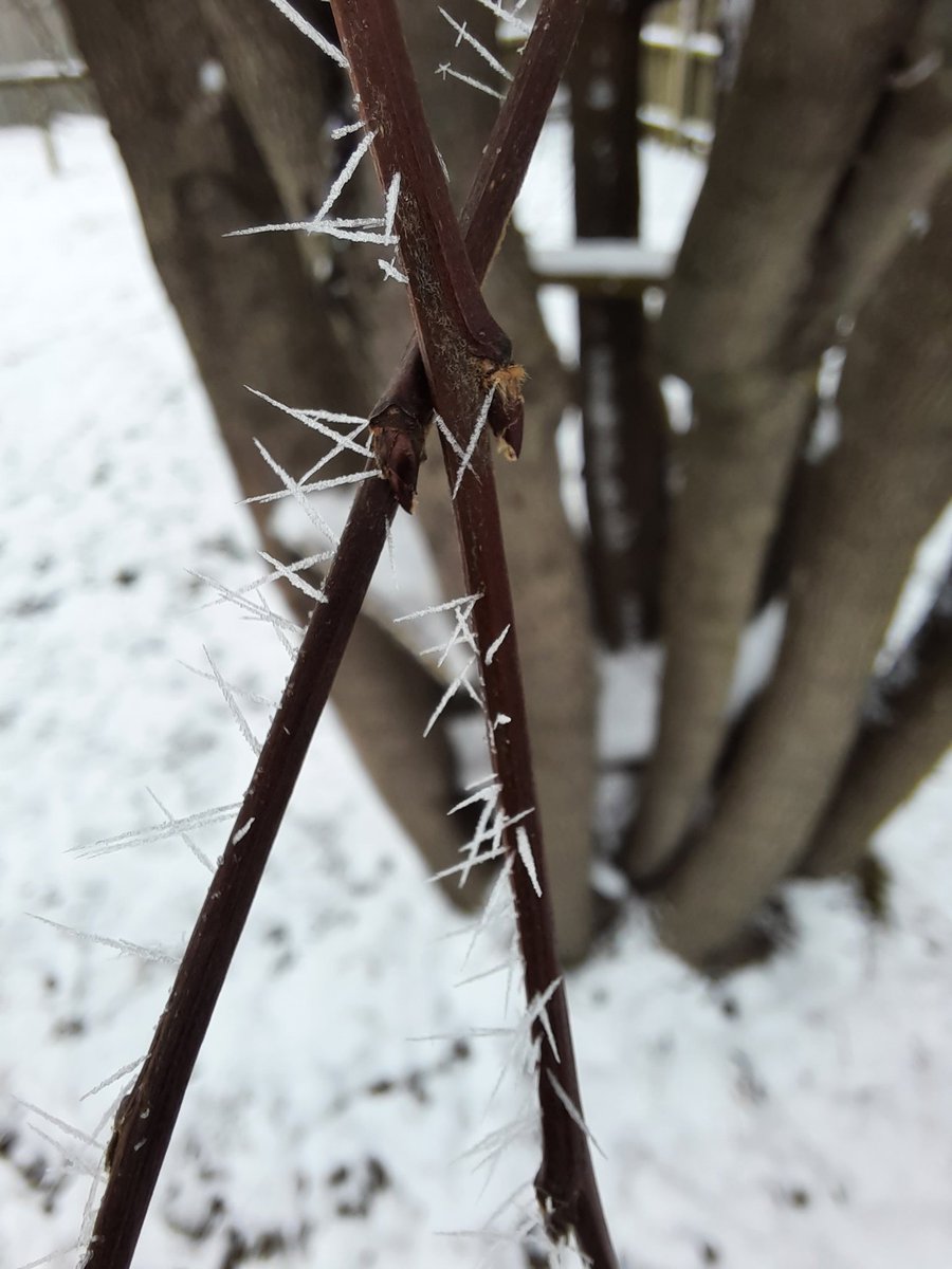 simpleorange's tweet photo. Anyone know the official word for these frosty thorn like prickles on all the branches? #arwx https://t.co/jQ2spy7q7b