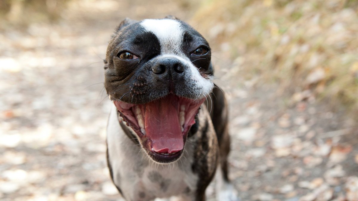 BuddyVpets's tweet photo. Which of the following would you assume is happening here?
😆Laughing
🎤Singing
😴Yawning
😮Yodeling https://t.co/rGj25aegk1