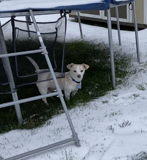leslie1028's tweet photo. @caralagana Haha mine wouldn’t even walk in it. I had to toss him under the trampoline to go. So much for frolic &amp; play! https://t.co/zjDWG9hIMg