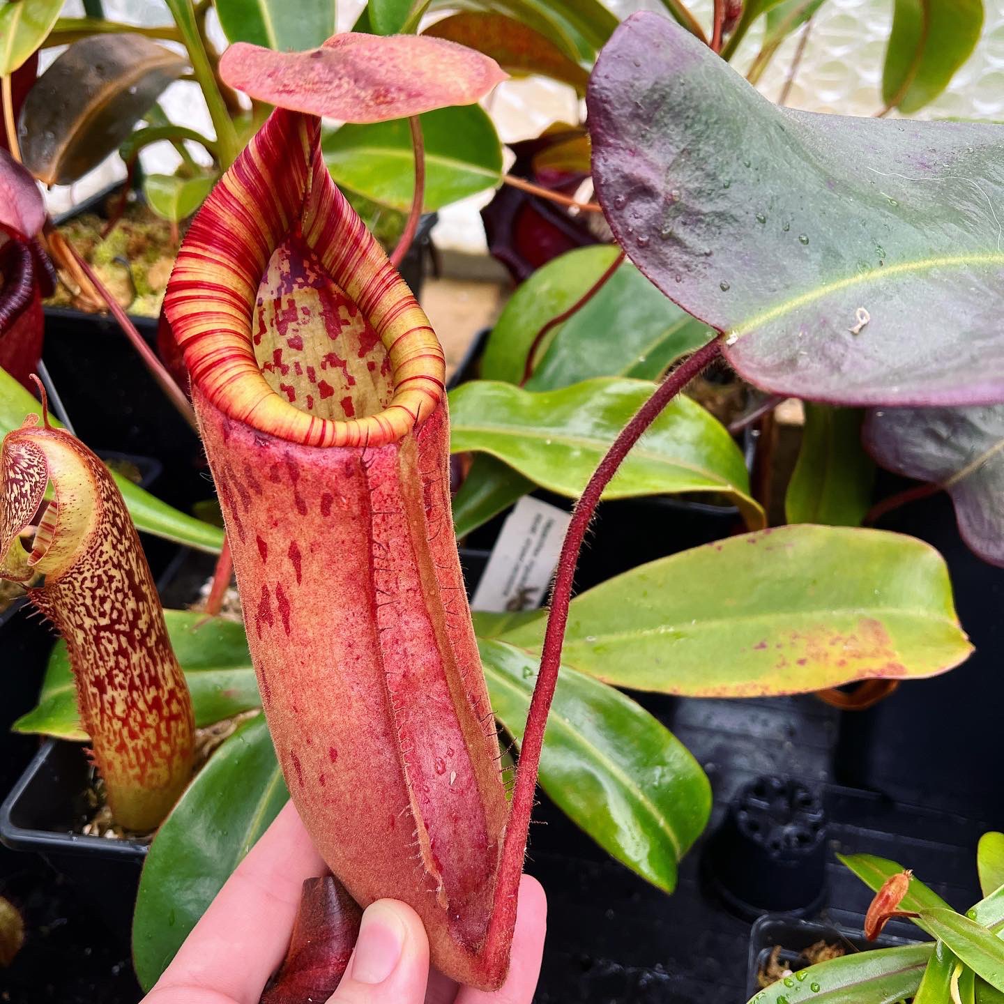 N . (truncata x peltata) x lowii 食虫植物 新作入荷，新作登場 N.(truncata x peltata) x lowii Y's ウツボカズラ