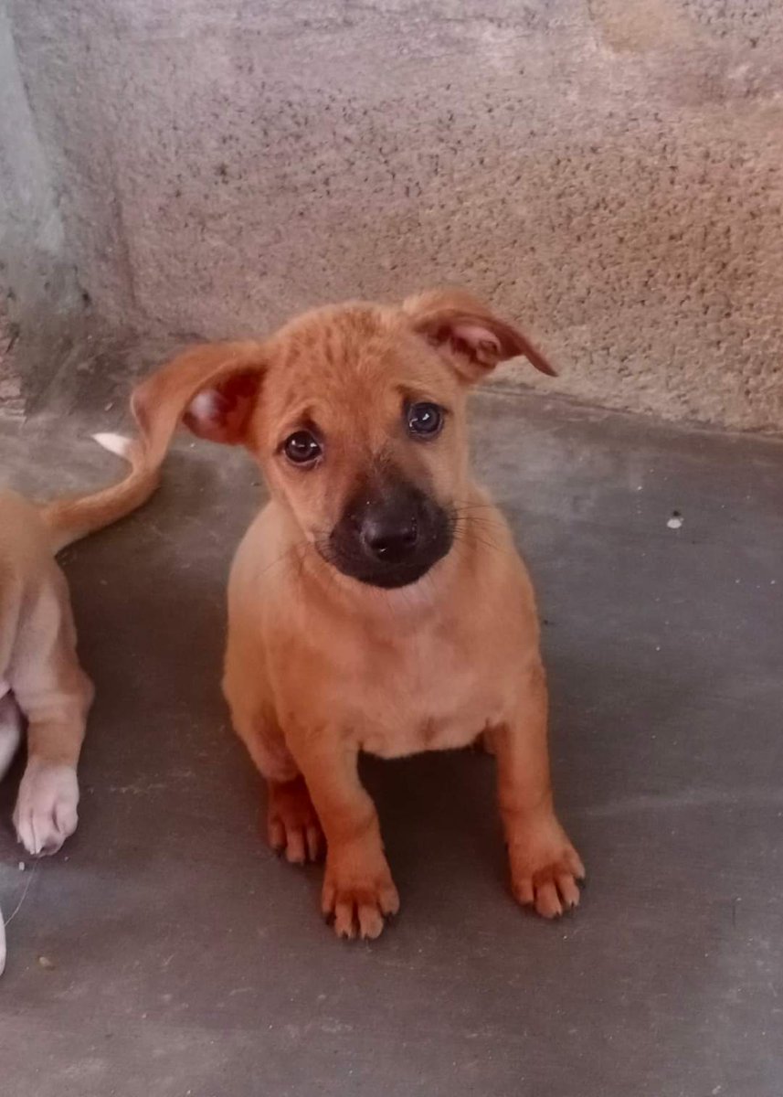 praddy06's tweet photo. Anyone interested can adopt these cute indian puppies.

https://t.co/FhyKon23lK https://t.co/g8nSQNyQJf