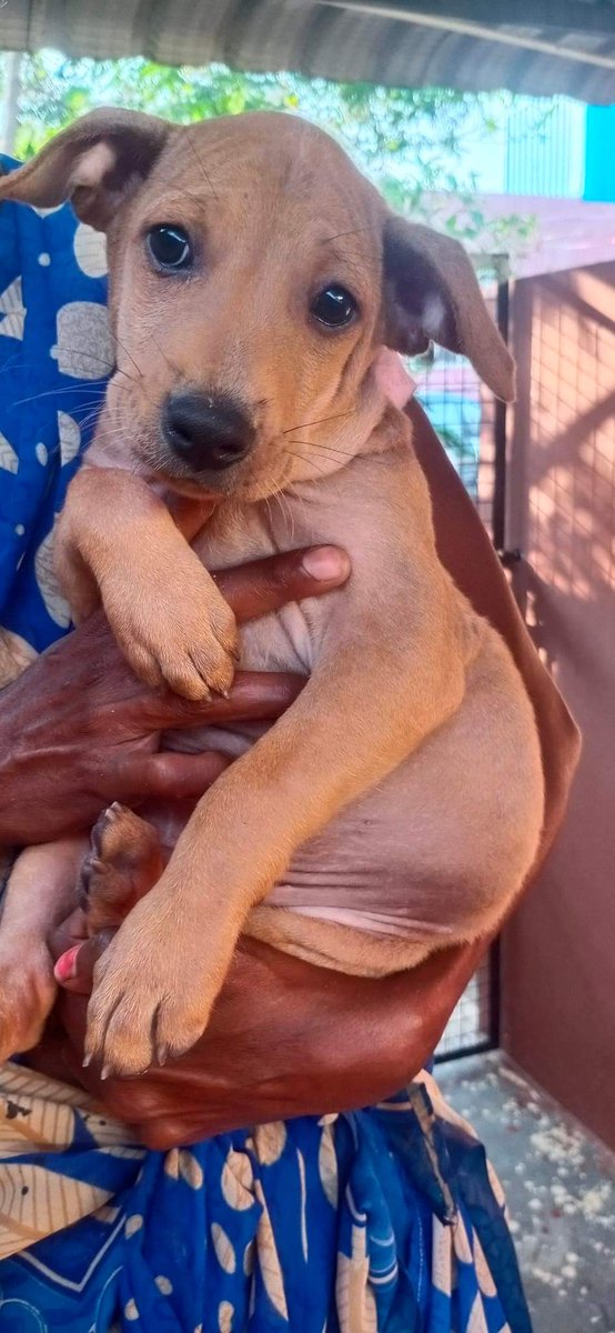 praddy06's tweet photo. Anyone interested can adopt these cute indian puppies.

https://t.co/FhyKon23lK https://t.co/g8nSQNyQJf