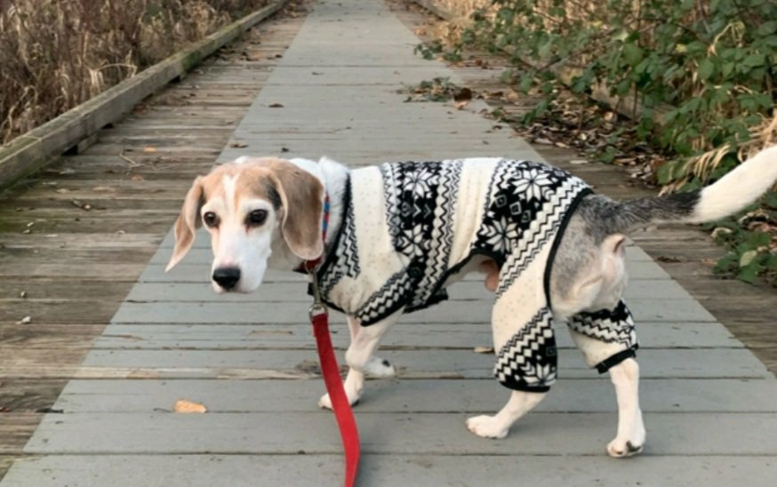 Work that #runway! Download the ResQWalk app and benefit your favorite rescue! I'm strutting for <a href="/beaglefreedom/">Beagle Freedom Project</a> #NationalWalkYourDogMonth #beagle #dogsoftwitter