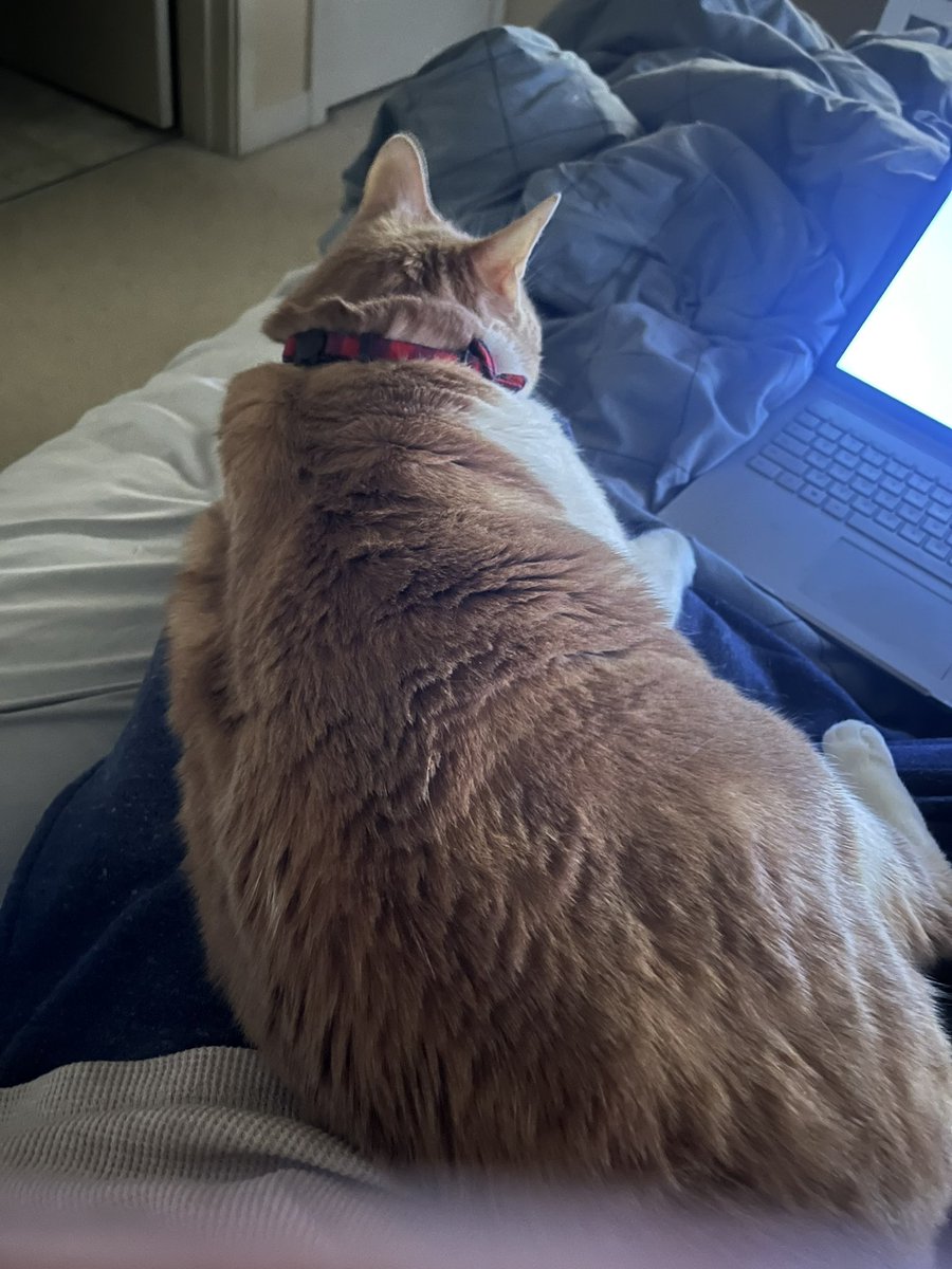 Chronicles of Mitch &amp; O’Malley 🐱🧡👦🏼