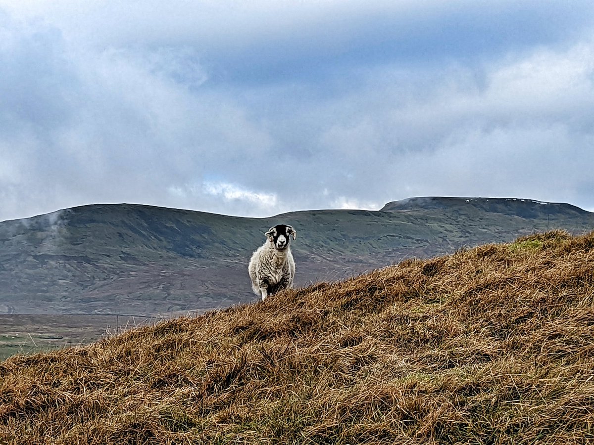 AddinghamPhotos's tweet photo. Lovely day for the Sunday stroll. Round walk from Austwick via Moughton Scar.
#YorkshireWalks #Crummackdale #WalkWeekend https://t.co/PlGX8iUxDN