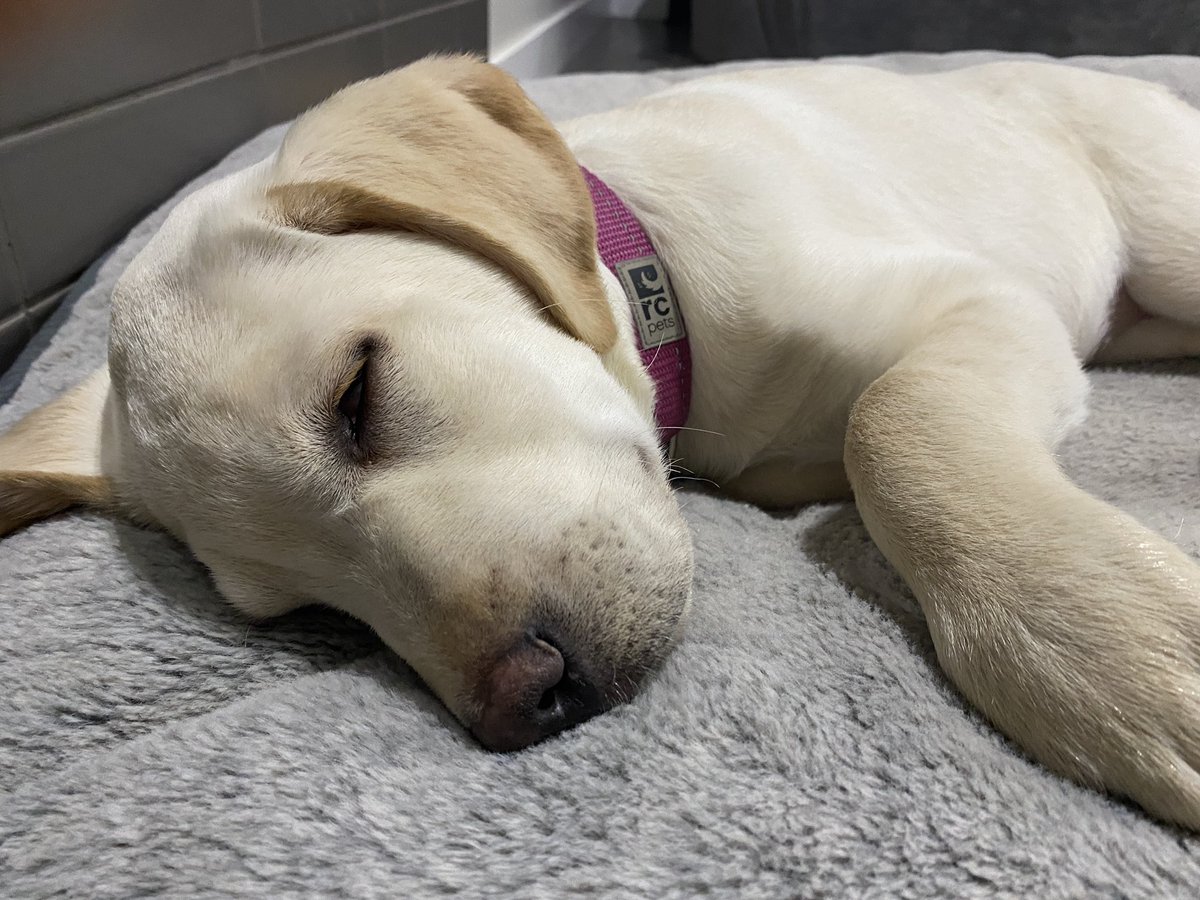 In case anyone in Calgary, Alberta, Canada or elsewhere in the world needs this today. 

A perfect little pup.