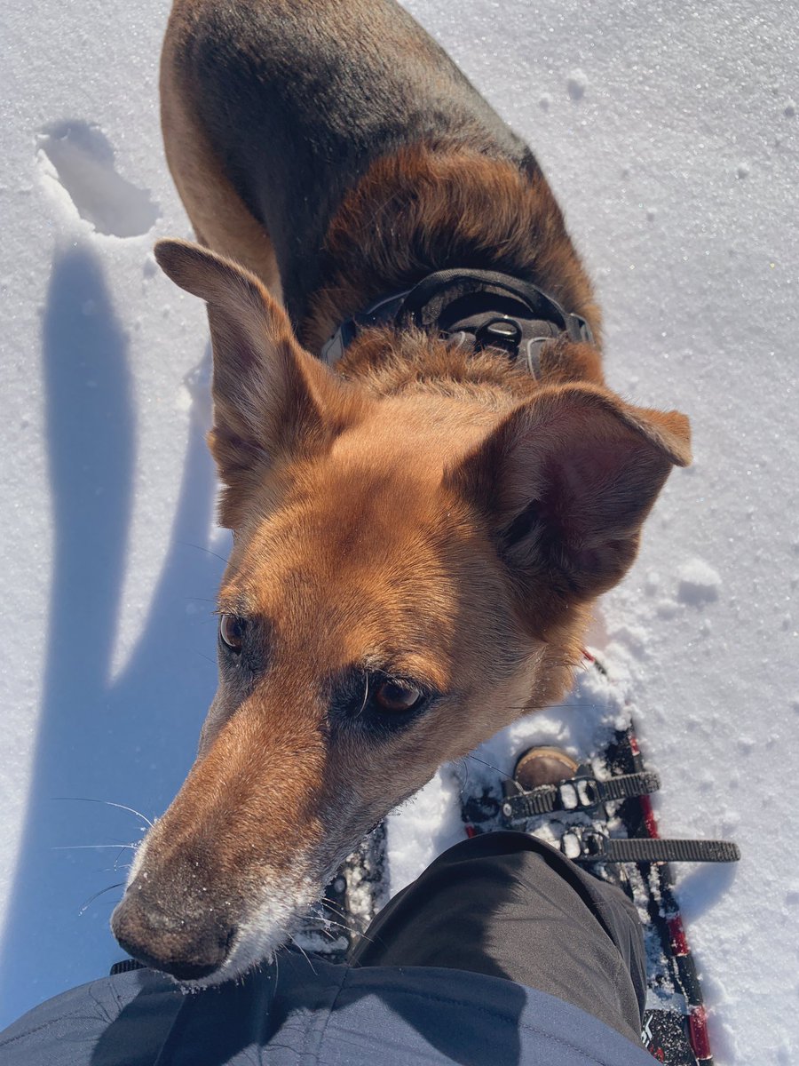 Did you know that the <a href="/Midland_Library/">Midland Library</a> loans out snowshoes? What a fun way to enjoy the winter weather! ❄️