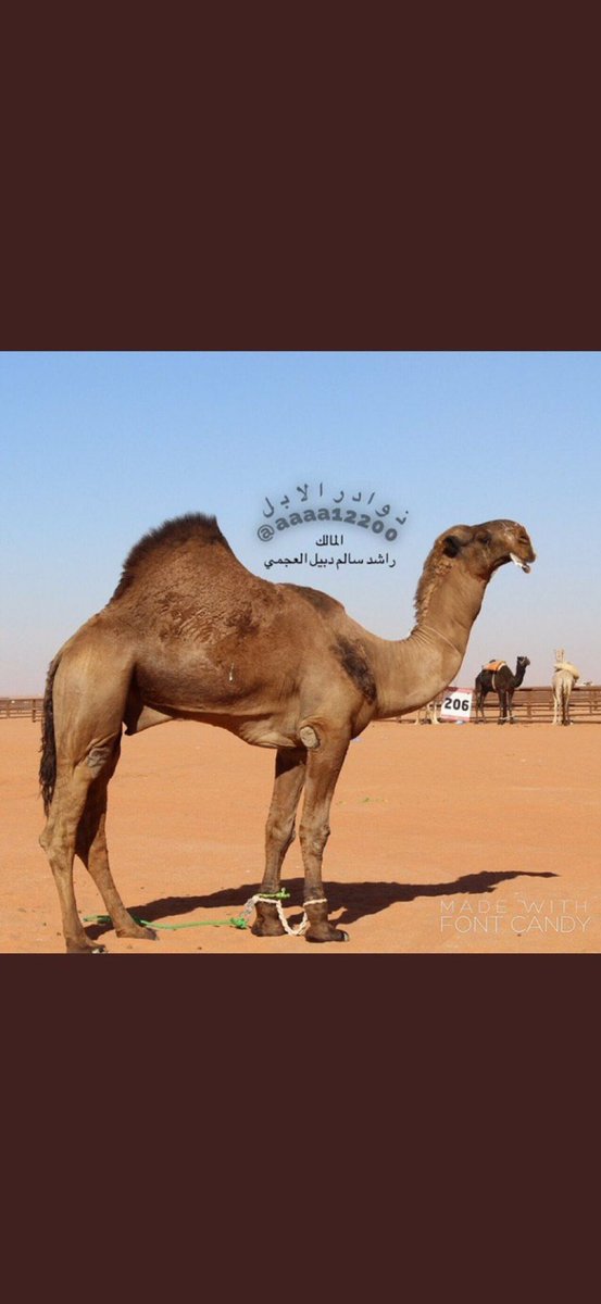 الفحل #المعنا للمالك راشد بن سالم دبيل العجمي يوجد به خلاف وجدال على سلالته ولكن يعود علم الحرد والشكل واللون والارجح انها تعود سلالته في #كرعان الظفير بني حسين 
.
.
#الظفير
#الجعيب
<a href="/aldafheer44/">قبيلة الظفير</a>