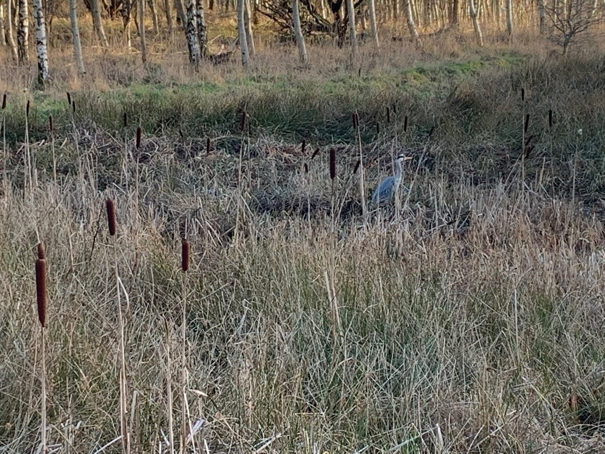 DavidLinden's tweet photo. Parked up in #Craigend and enjoyed a decent walk in Cardowan Moss this afternoon. Can you spot the heron in the second picture? 👀 

@SevenLochs https://t.co/UQLE11TKRQ