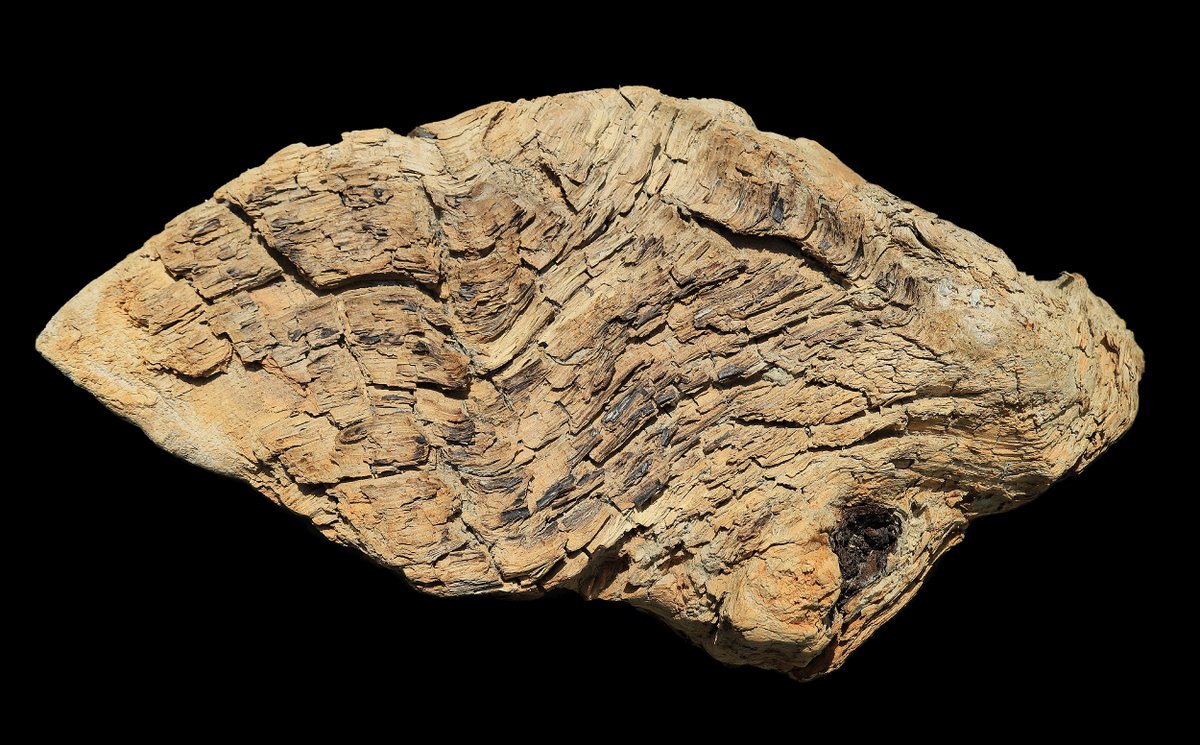 subfossilguy's tweet photo. 2 years ago was found on #Leschaux glacier the oldest and highest #subfossil wood sampled in #MontBlanc massif so far 🌲❄️
After 14C dating (4150±30 BP), an exact tree-ring date could be determined for this short series (72 rings) at 2727 BCE, i.e. 4700 years ago!
(1/)
#Chamonix https://t.co/TytfbCdeUB
