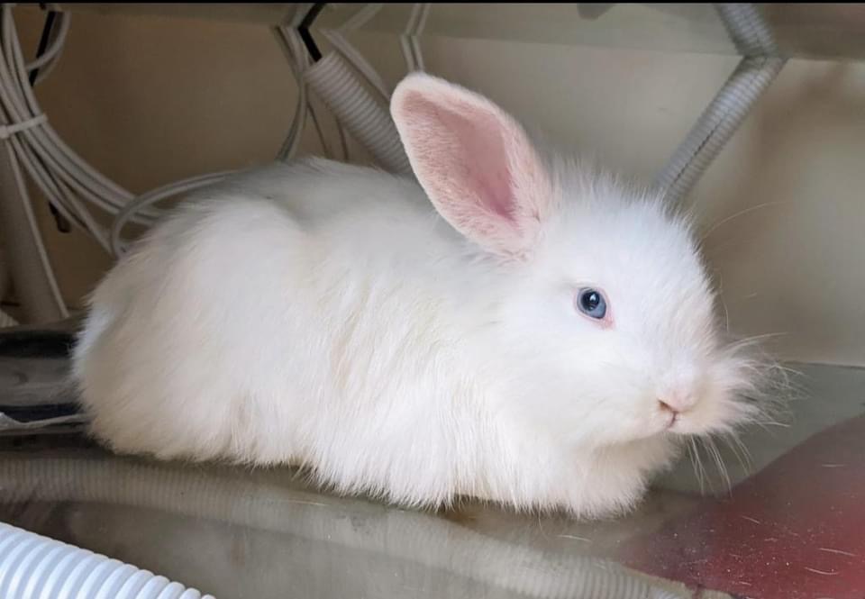 BelovedRabbits's tweet photo. Can you spot the difference? Nope neither can we but WE CAN ASSURE YOU... it's 3 different rabbits! 🐰🐇

Meet Pink, Orange &amp; Blue. Part of an unexpected litter!

The boys will be ready individually for adoption in 3-6 weeks after neutering.

https://t.co/OfNdjwFbiN

#adopt https://t.co/Ne74vwmCsA